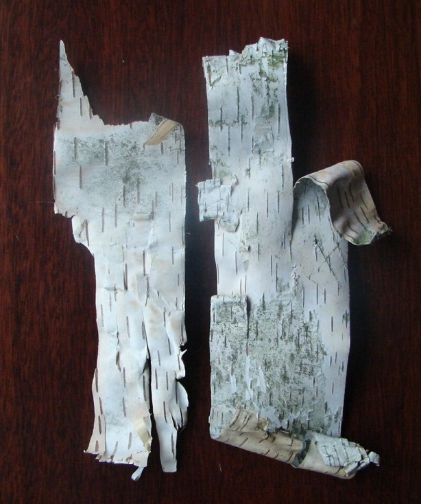 Birch Scrolls